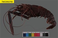 藏品(臺灣後海螯蝦)的圖片